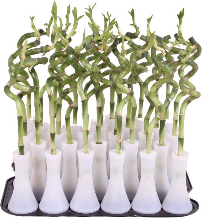 Lucky Bamboo Stem Spiral 30cm in Tube Vase White