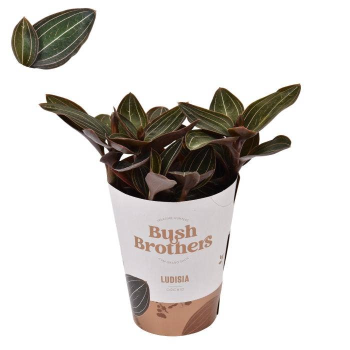 Ludisia in potcover