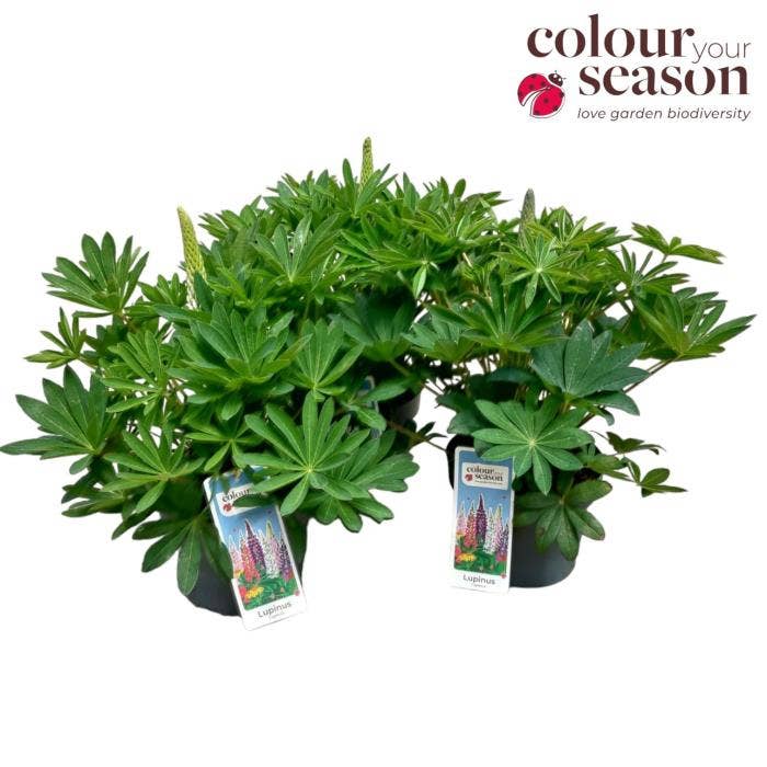 Lupine 'Lupinova'