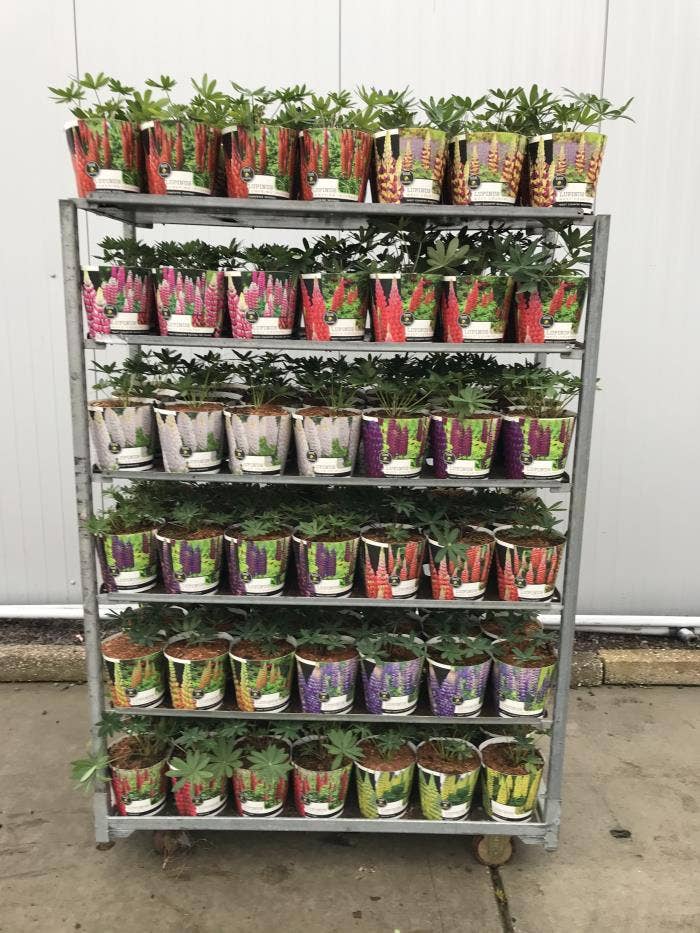 Lupinus 'West Country' in potcover