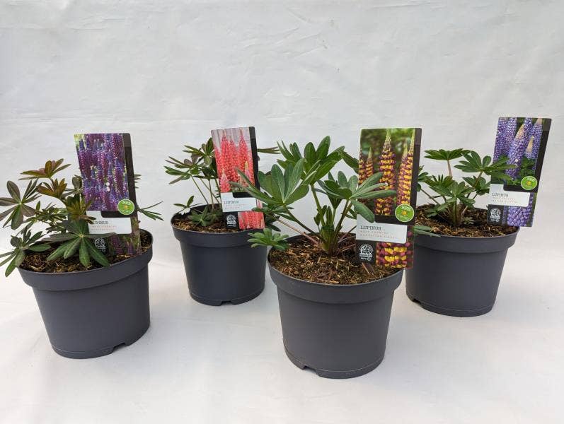 Lupinus 'West Country'