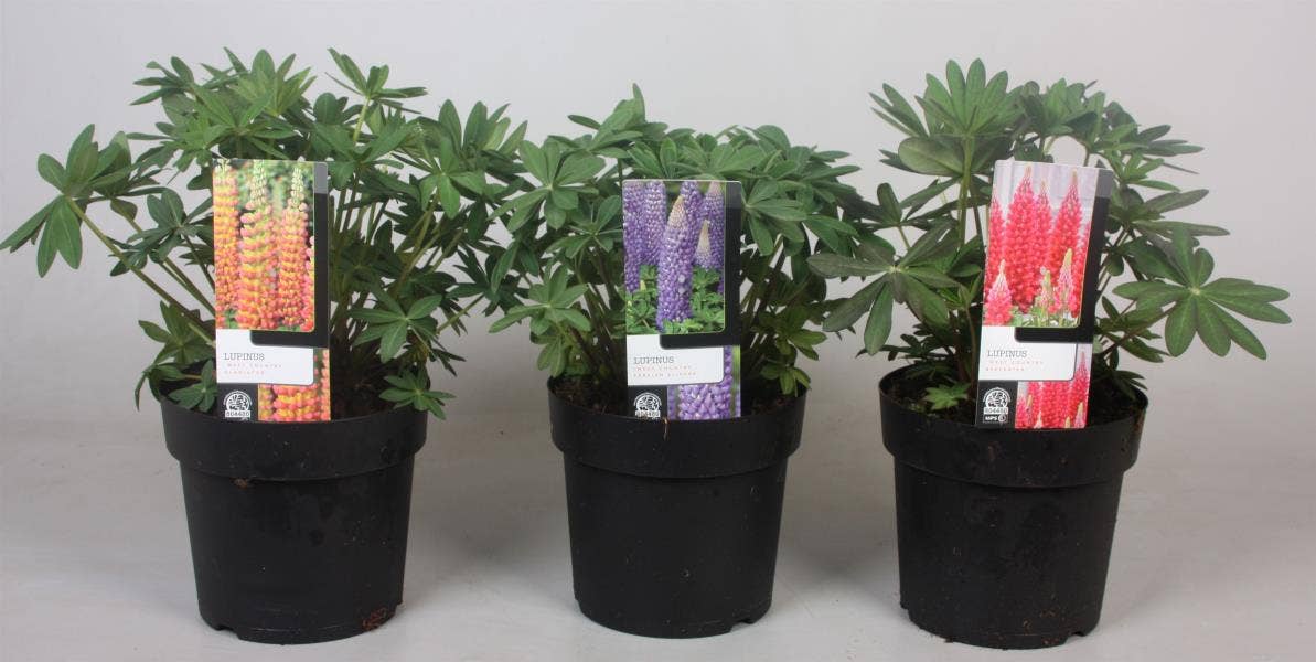 Lupinus 'West Country'
