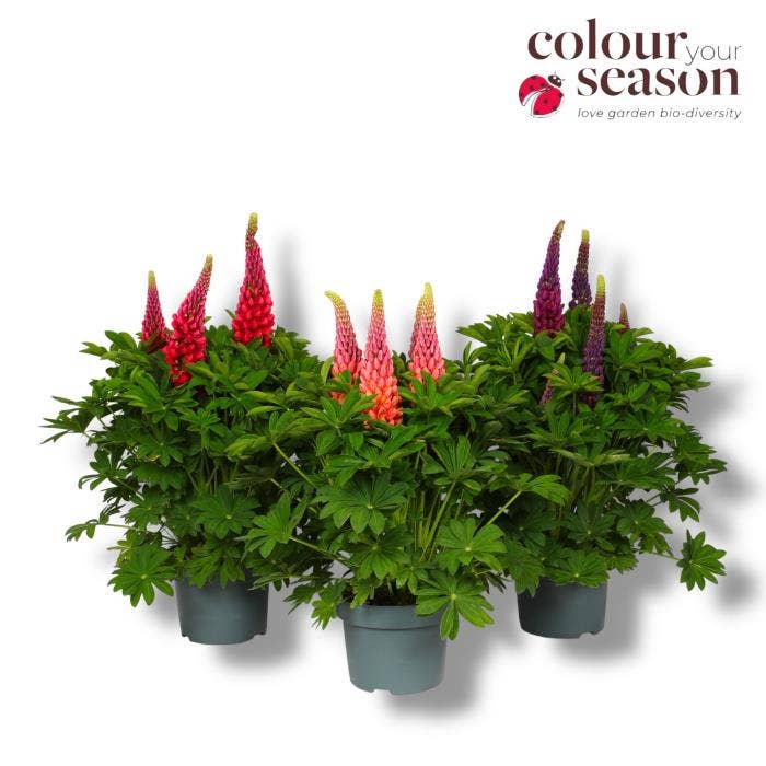 Lupinus 'West Country' 