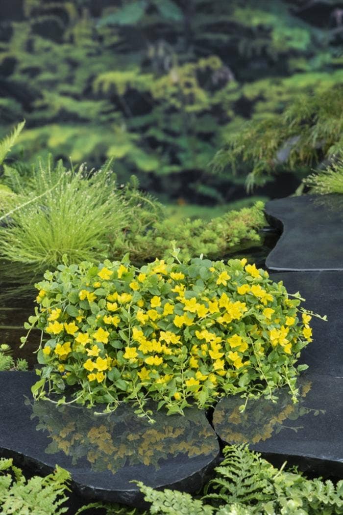 Lysimachia thyrsiflora