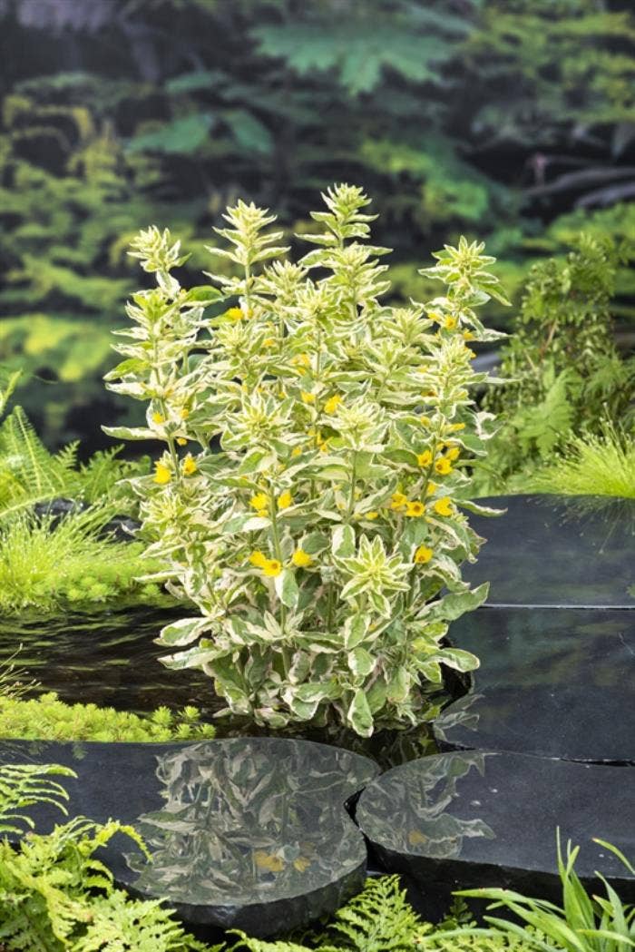 Lysimachia variegata