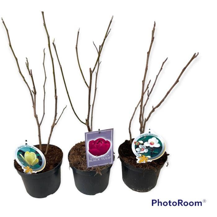 Magnolia 'Exclusive'