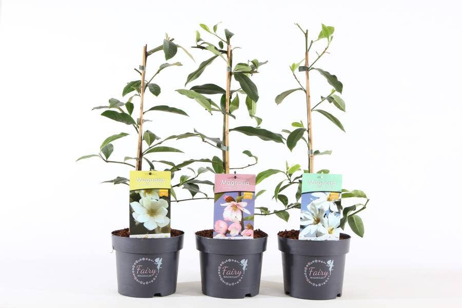 Magnolia 'Fairy'