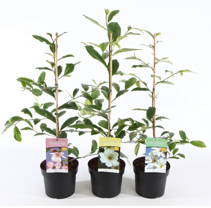 Magnolia 'Fairy'