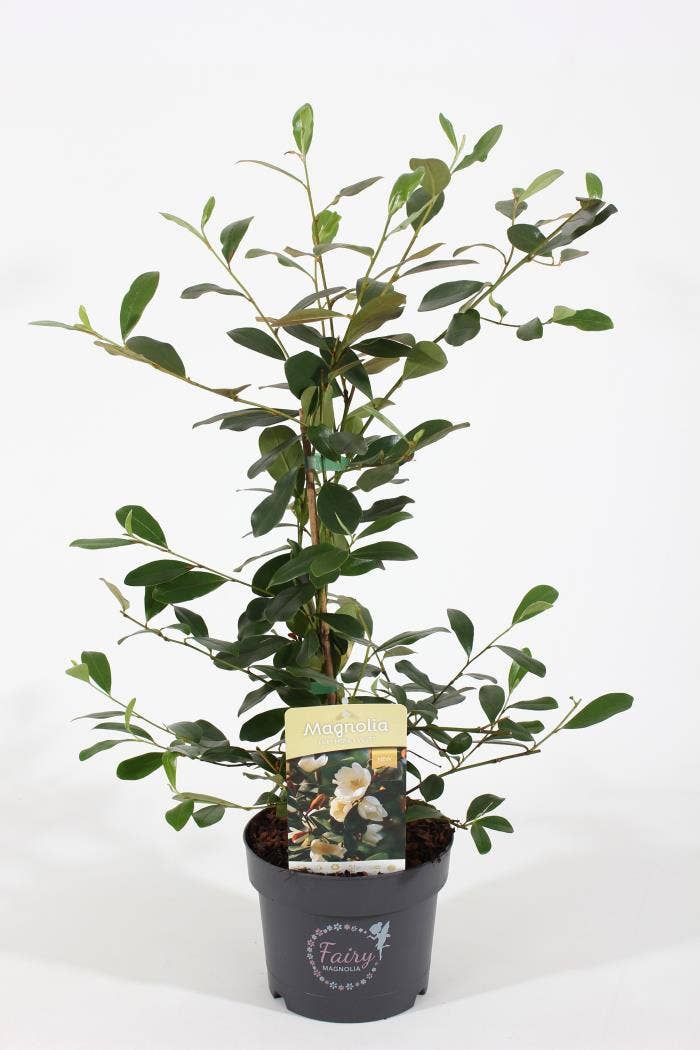 Magnolia 'Fairy'® Honey Velvet P19/C3