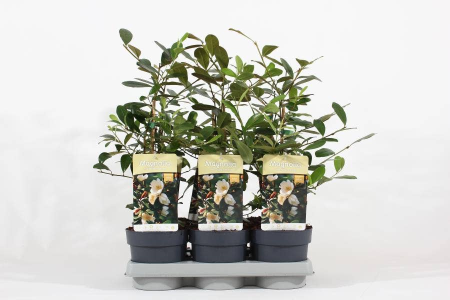 Magnolia 'Fairy'® Honey Velvet