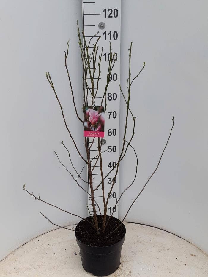 Magnolia 'George Henry Kern'