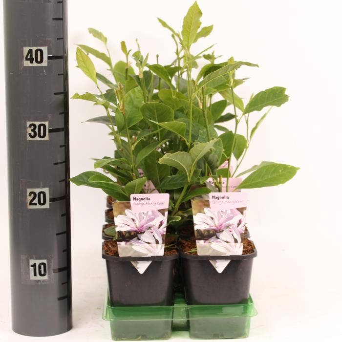 Magnolia 'George Henry Kern'