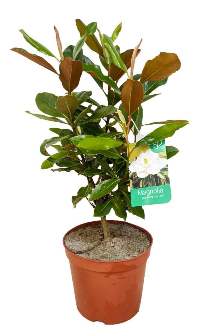 Magnolia Grandiflora 