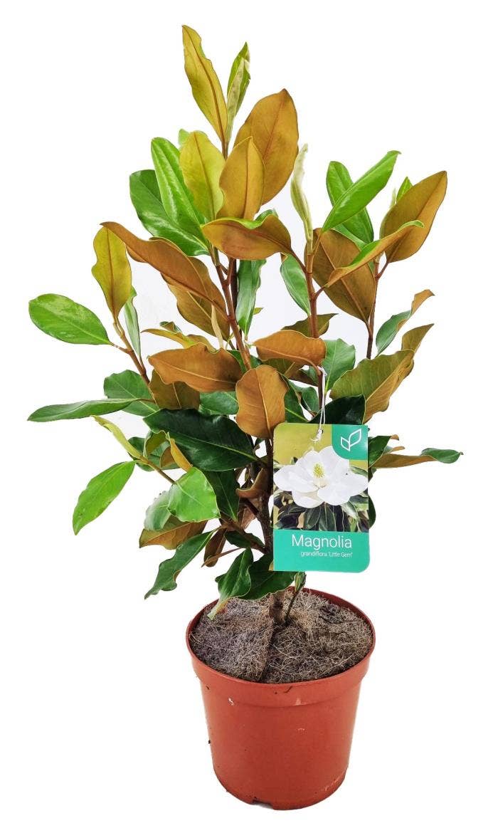 Magnolia Grandiflora 'Nantais'
