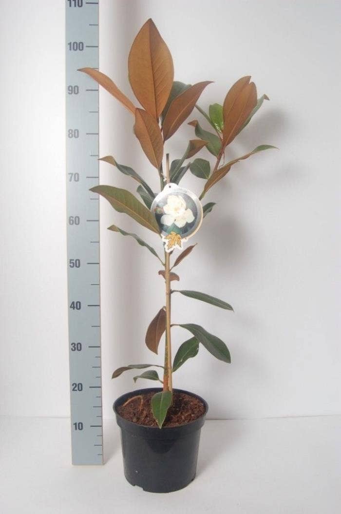 Magnolia grandiflora