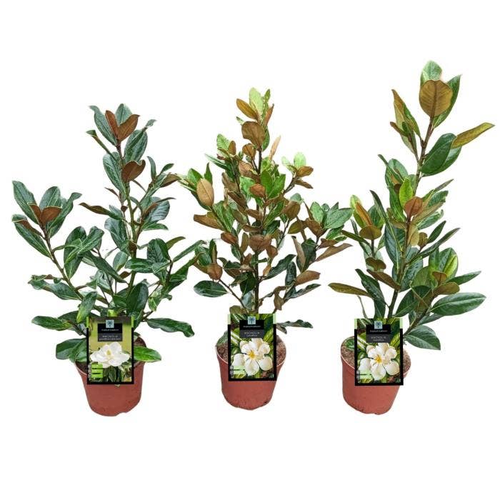 Magnolia Grandiflora 