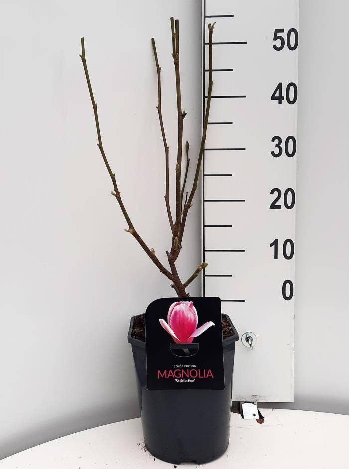 Magnolia soul. 'Satisfaction'