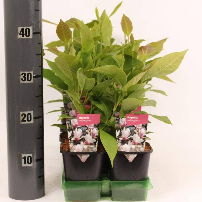 Magnolia soulangeana