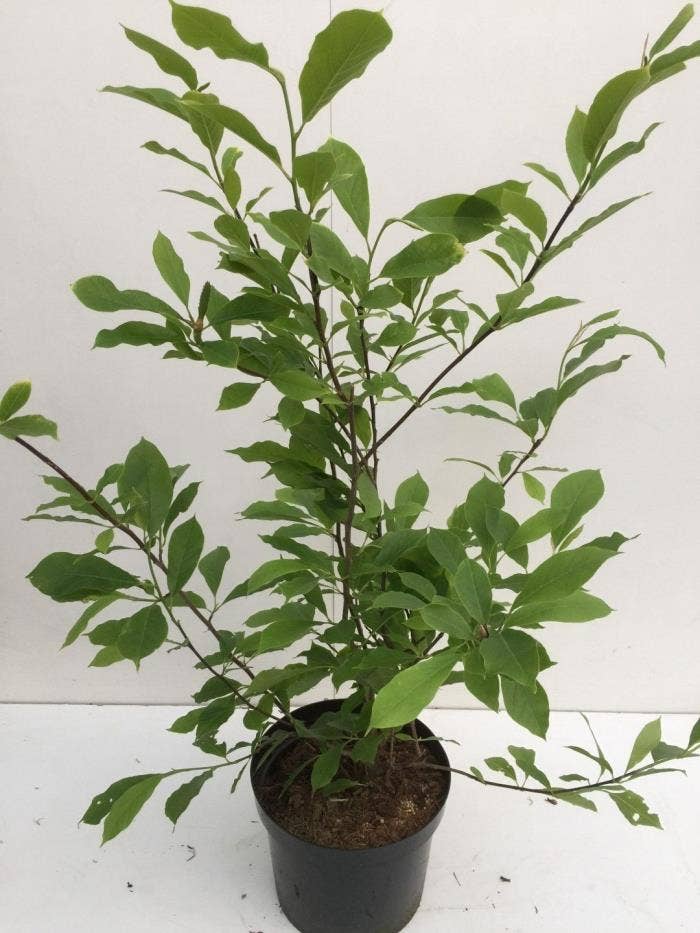 Magnolia soulangeana