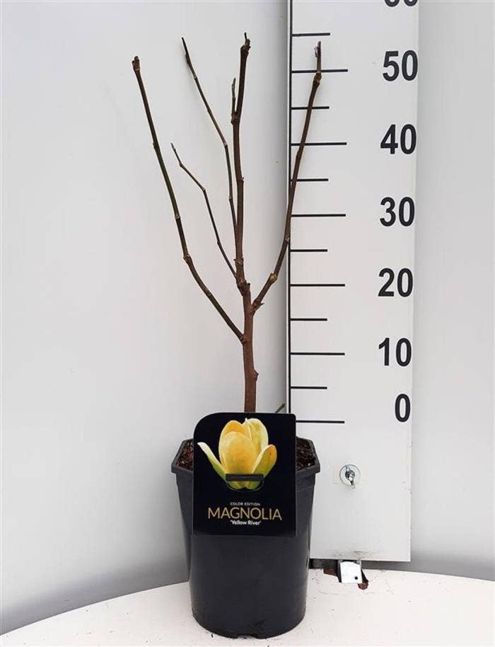 Magnolia 'Yellow River'
