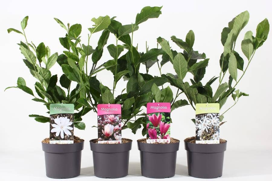Magnolia