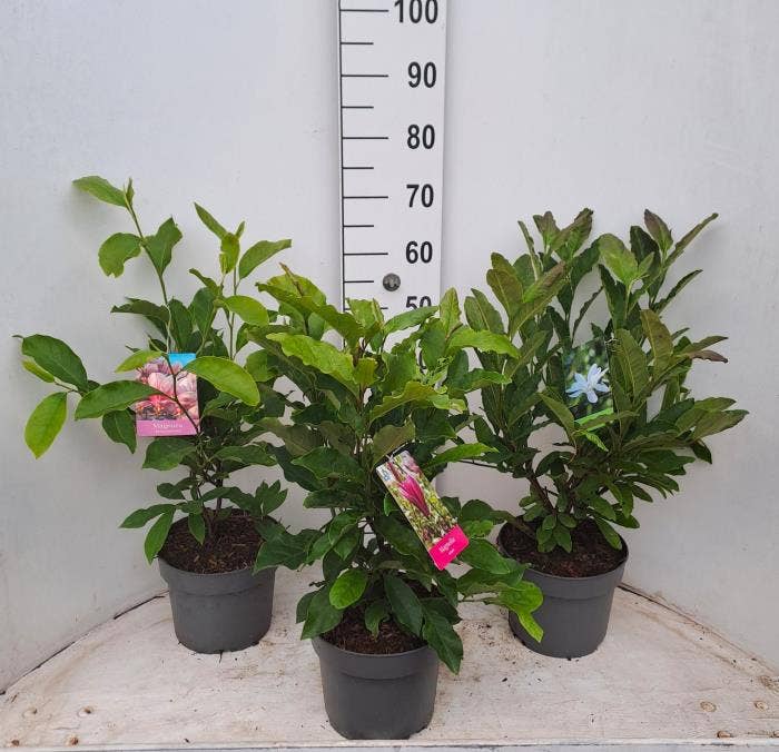 Magnolia 