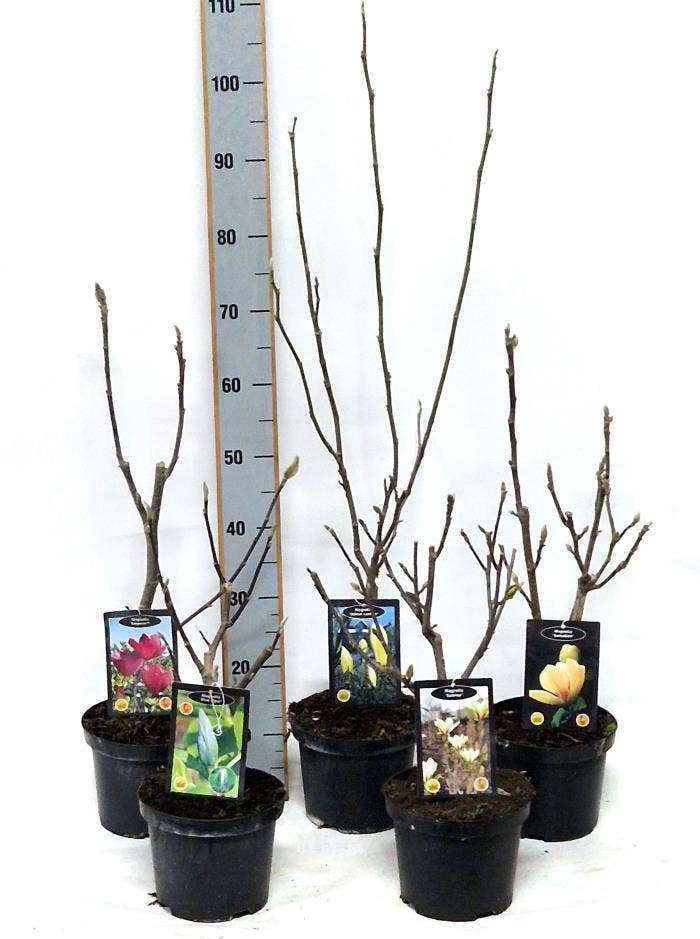 Magnolia