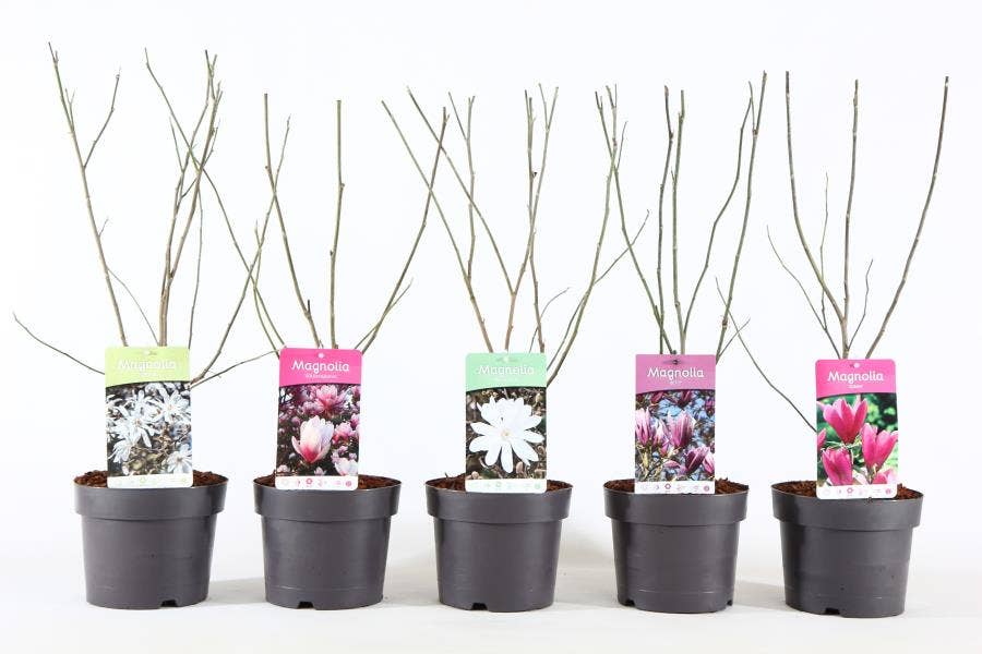 Magnolia