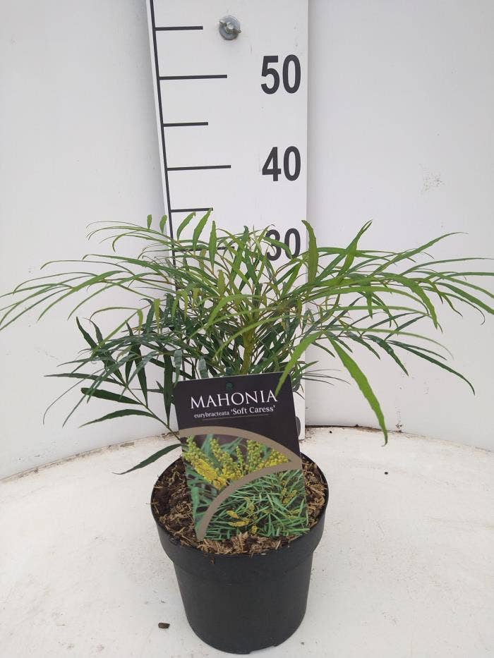 Mahonia e. Soft Caress