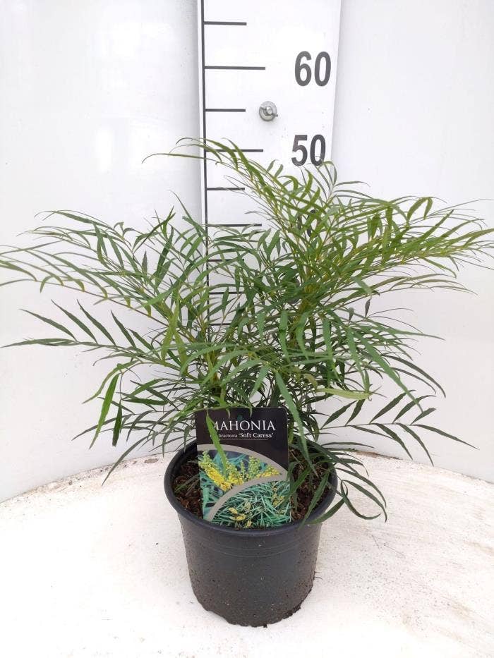 Mahonia eur. 'Soft Caress'