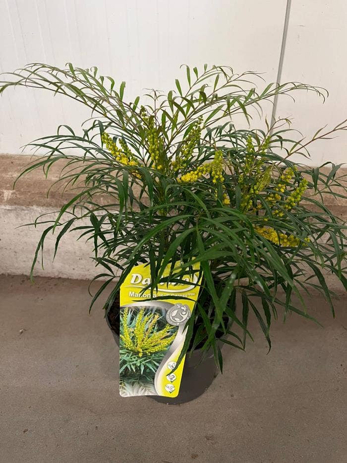 Mahonia eur. 'Soft Carres'