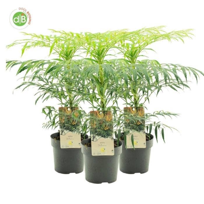 Mahonia eur. 'Volcano'