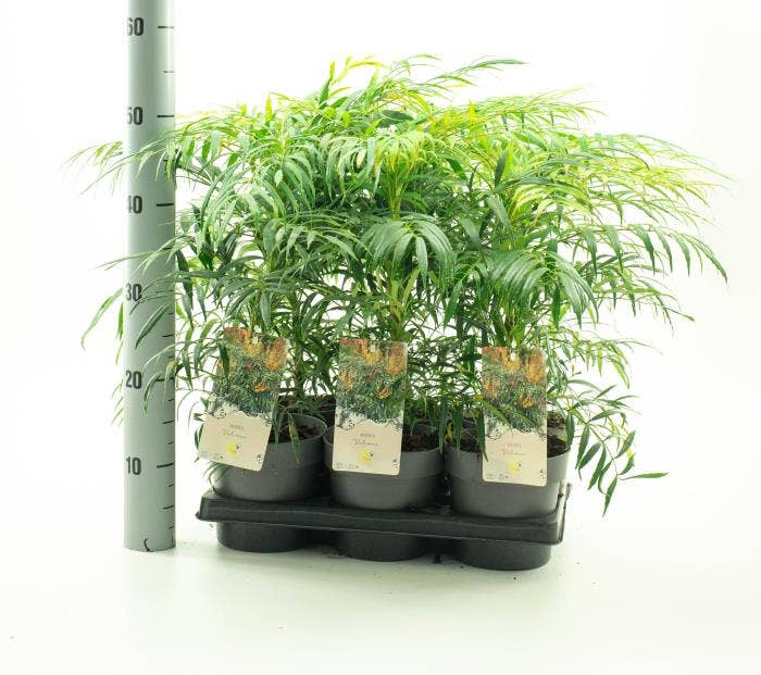 Mahonia eur. 'Volcano'