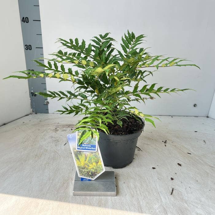 Mahonia 'Magical Winterfern'