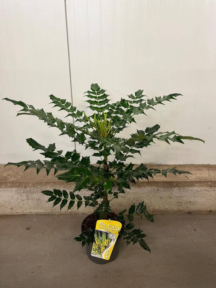 Mahonia media 'Charity'