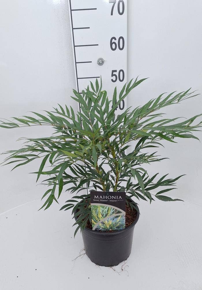 Mahonia Sweet Winter