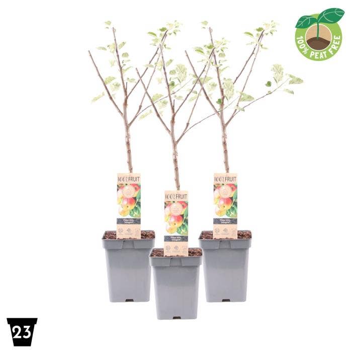 Malus dom. 'Jonagold'