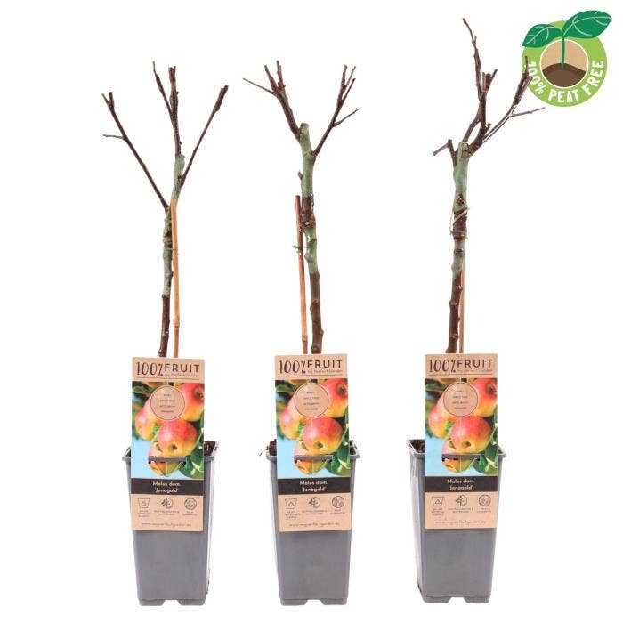 Malus dom. 'Jonagold'