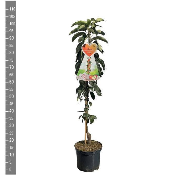 Malus dom. 'McIntosch'