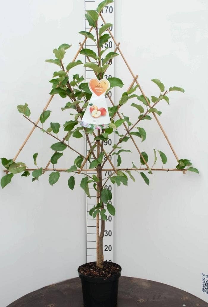 Malus domestica on trellis 