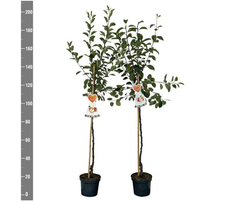 Malus domestica