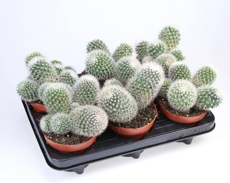 Mammilaria ernestii albata