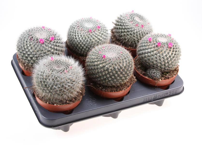 Mammillaria hahniana