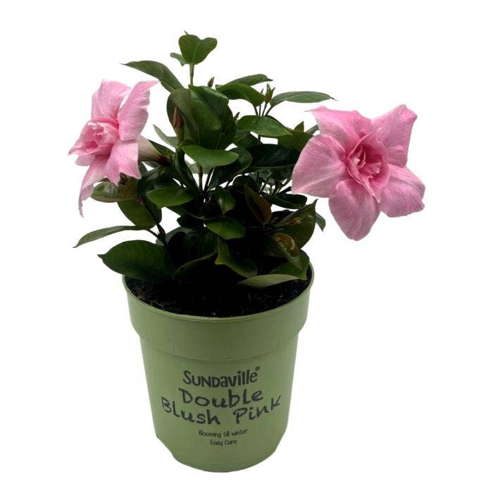 Mandevilla Sundaville Double Blush Pink