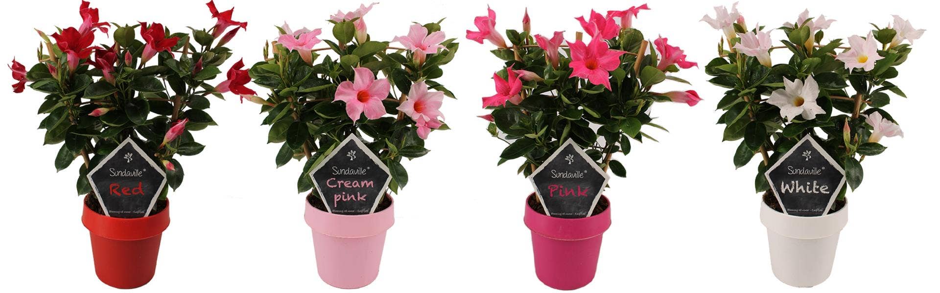 Mandevilla Sundaville