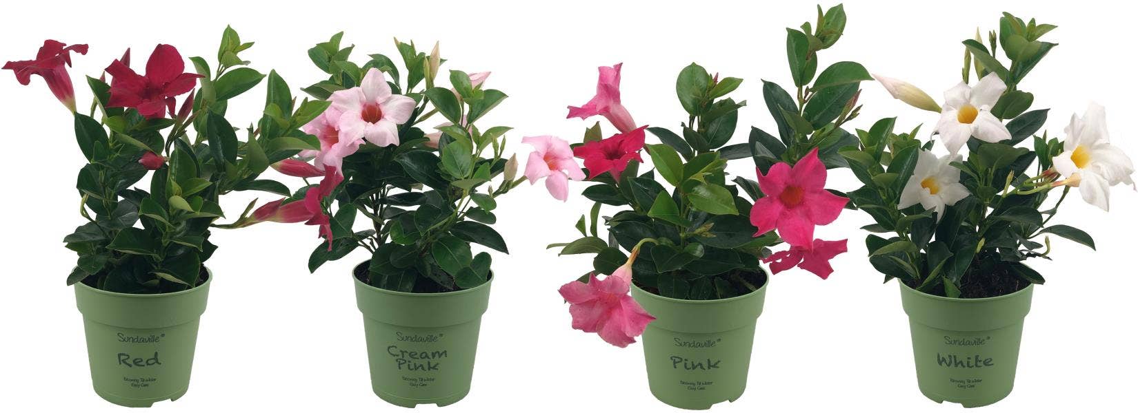 Mandevilla 'Sundaville'