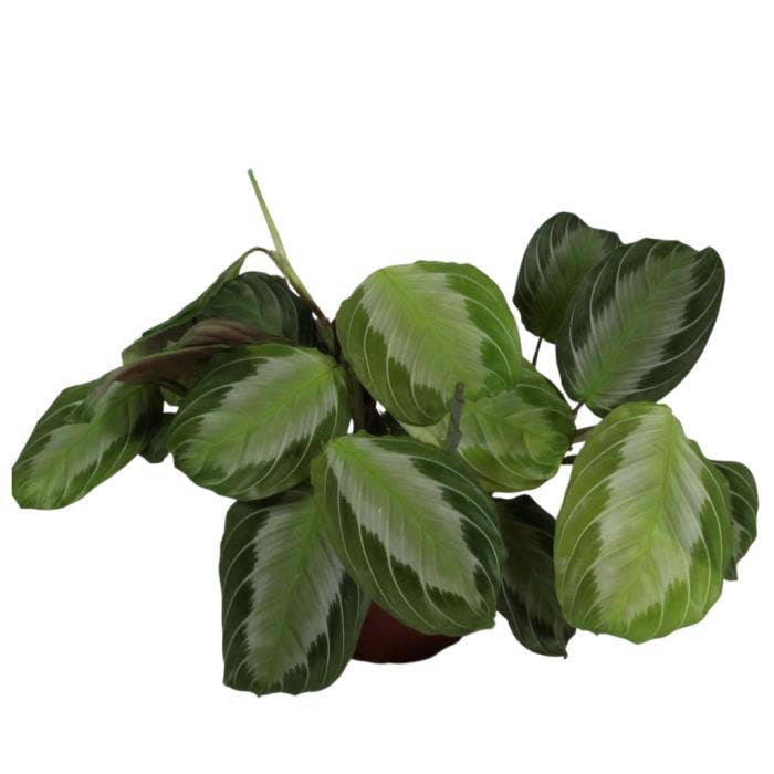 Maranta leuc. Exclusive Grey