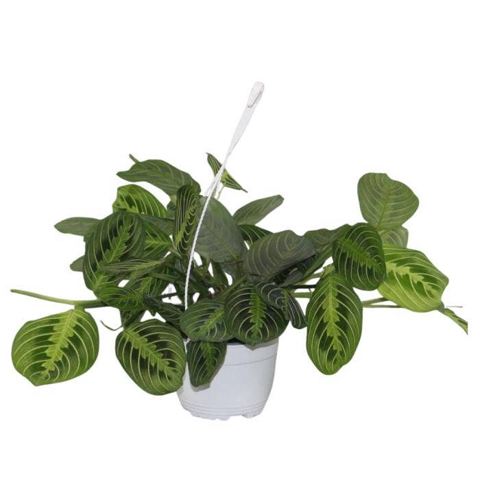 Maranta leuc. Fascinator Lemon Lime in hanging pot