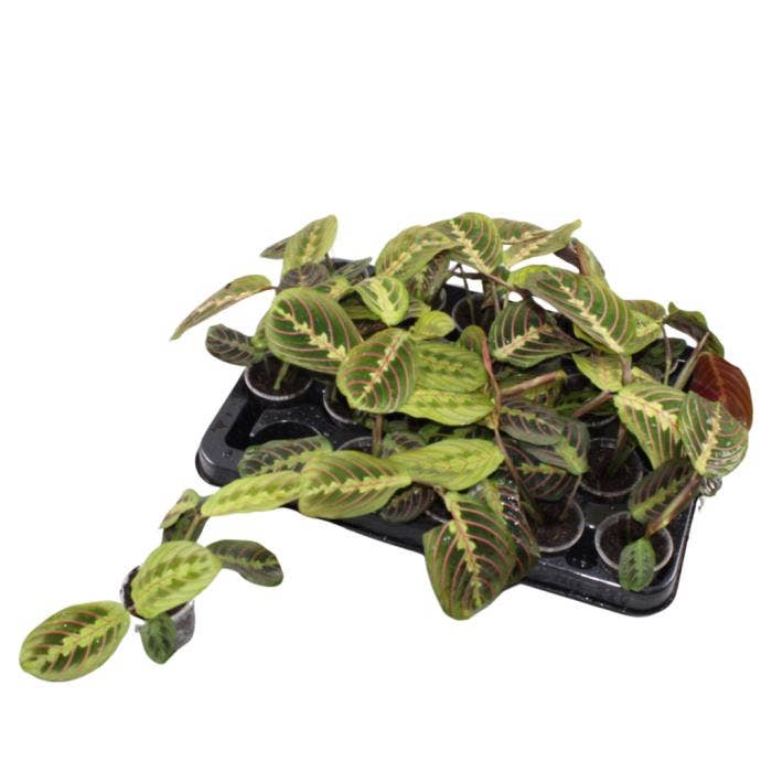 Maranta leuc. Fascinator