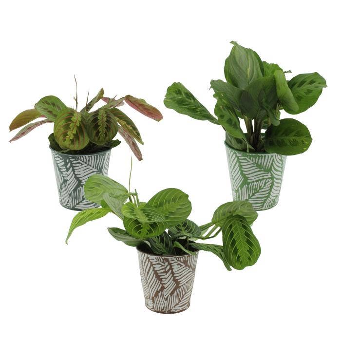 Maranta leuc. in Zinc